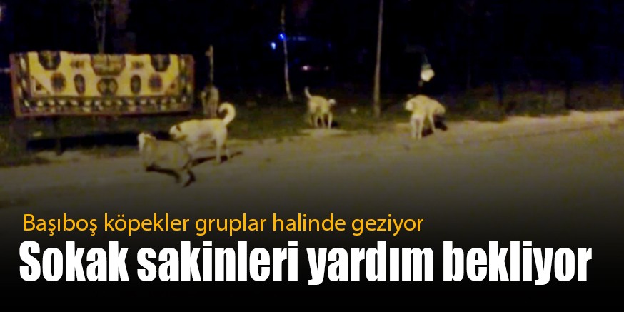 SOKAĞI KöPEKLER SARDI