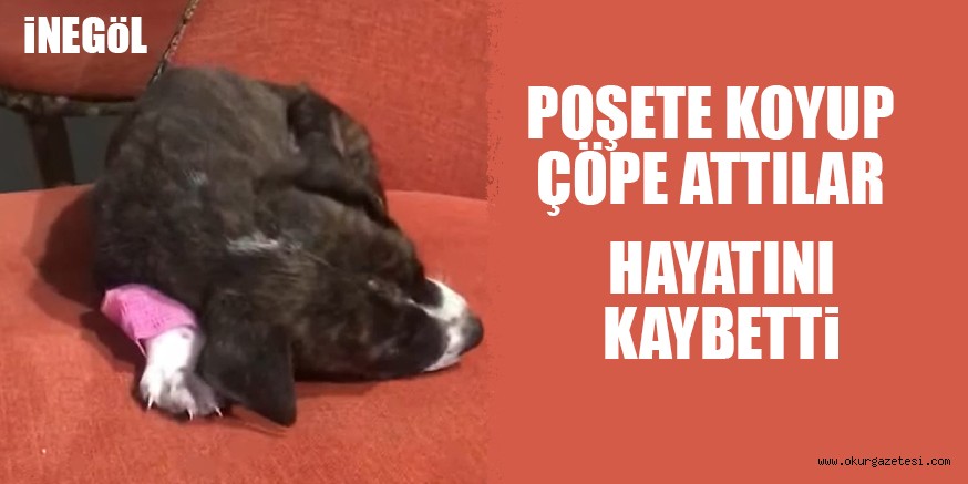 YAVRU KöPEK HAYATINI KAYBETTi