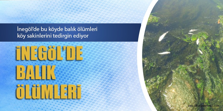 BALIK ÖLÜMLERİ ARAŞTIRILSIN