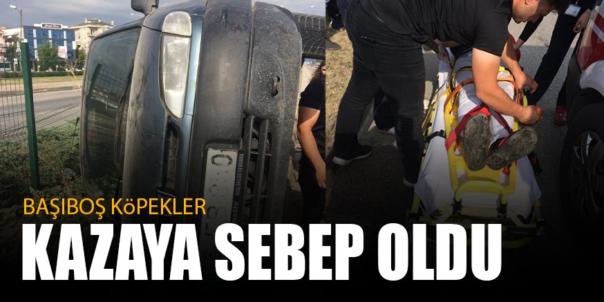 BAŞIBOŞ KöPEKLER KAZAYA SEBEP OLDU