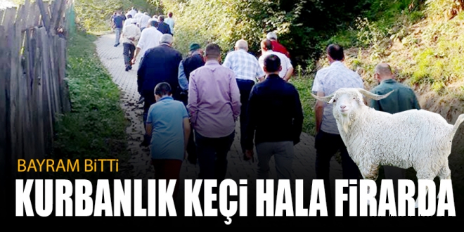 BAYRAM BİTTİ KURBANLIK KEÇİ HALA FİRARDA