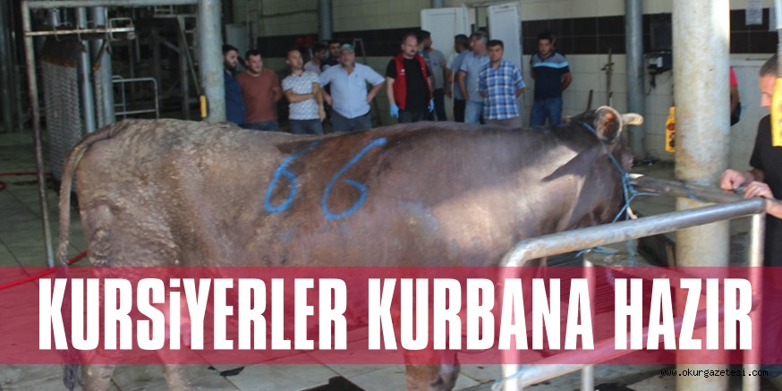 KURSiYERLER KURBANA HAZIR