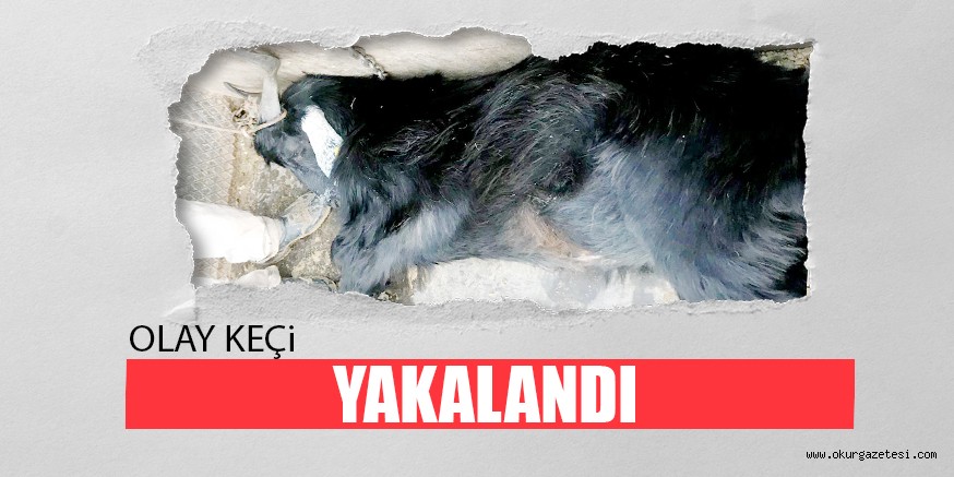 OLAY KEÇi YAKALANDI