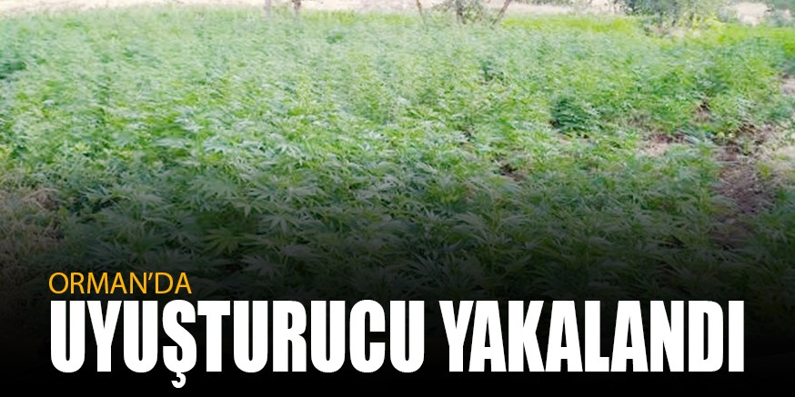 ORMAN’DA UYUŞTURUCU YAKALANDI