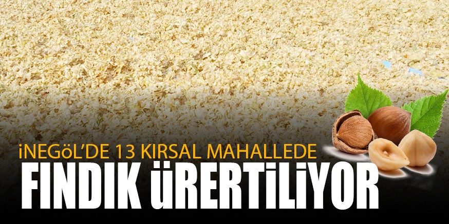 13 KIRSAL MAHALLEDE FINDIK üRERTiLiYOR
