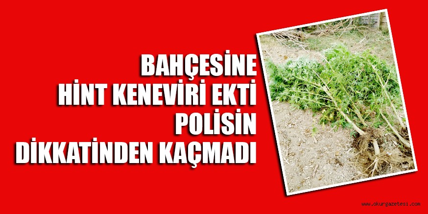 BAHÇESİNE HİNT KENEVİRİ EKTİ POLİSİN DİKKATİNDEN KAÇMADI
