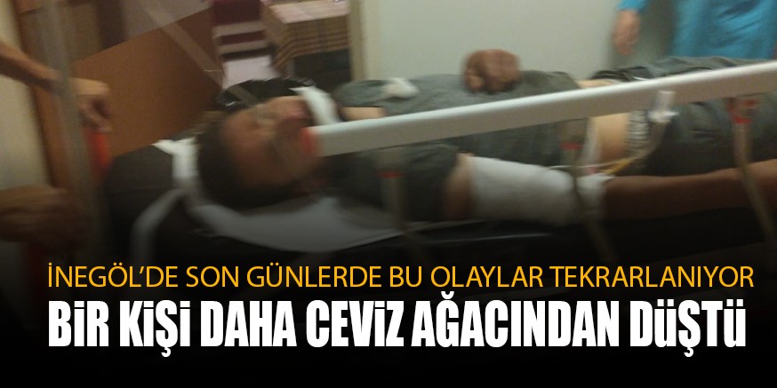 CEViZ AĞACINDAN DüŞTü