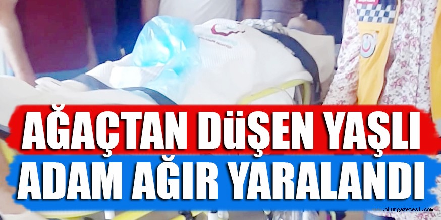 AĞAÇTAN DüŞEN YAŞLI ADAM AĞIR YARALANDI