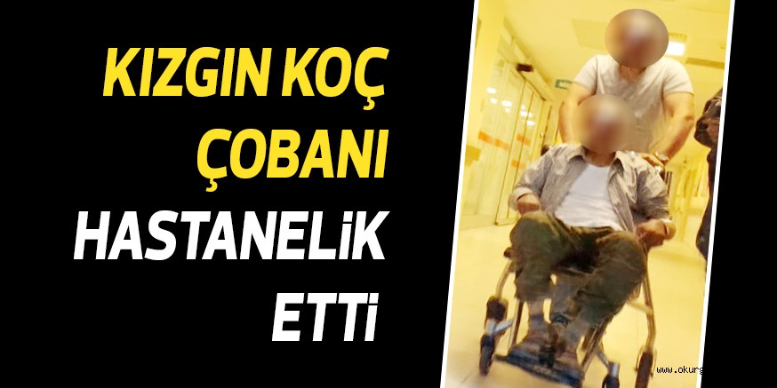 KIZGIN KOÇ ÇOBANI HASTANELİK ETTİ