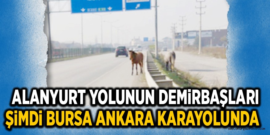 ALANYURT YOLUNUN DEMiRBAŞLARI ŞiMDi BURSA ANKARA KARAYOLUNDA