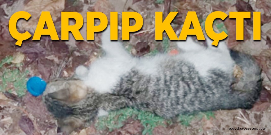 ÇARPIP KAÇTI