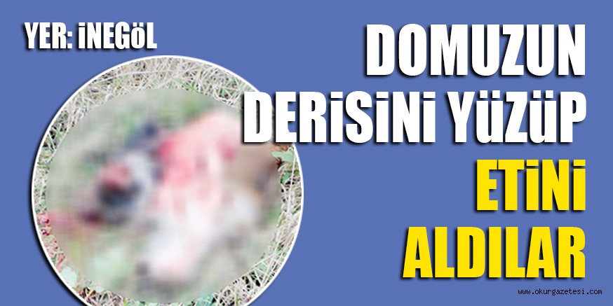 DOMUZUN DERiSiNi YüZüP ETİNİ ALDILAR