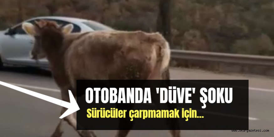DÜVE ŞOKU