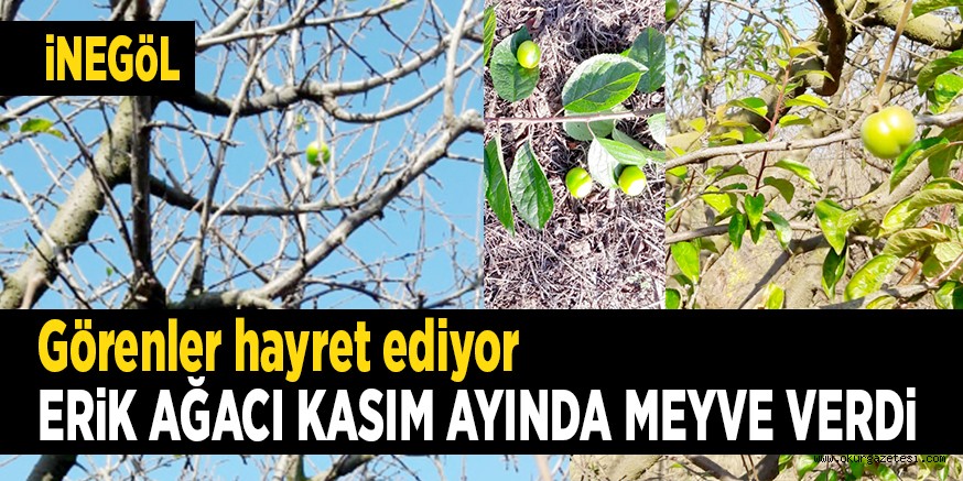 Görenler hayret ediyor ERiK AĞACI KASIM AYINDA MEYVE VERDi