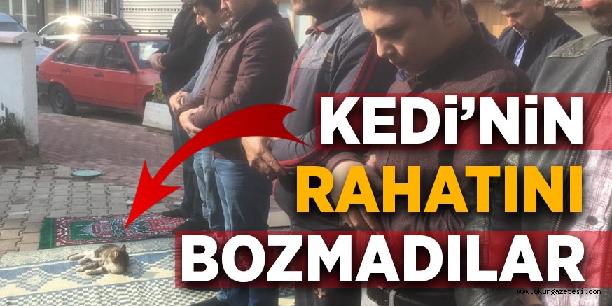 KEDi’NiN RAHATINI BOZMADILAR