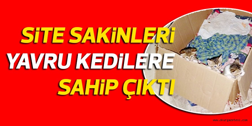SiTE SAKiNLERi YAVRU KEDiLERE SAHiP ÇIKTI