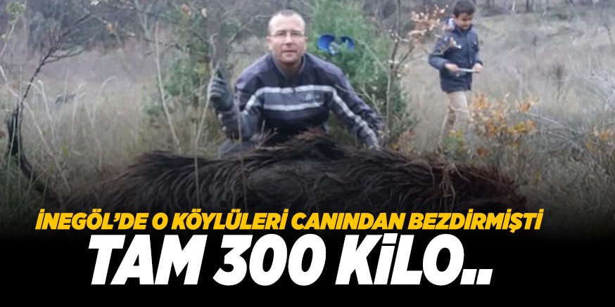 AVCILAR 300 KiLOLUK DOMUZ AVLADI