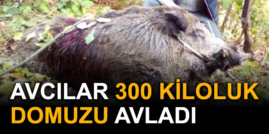 AVCILAR 300 KİLOLUK DOMUZU AVLADI