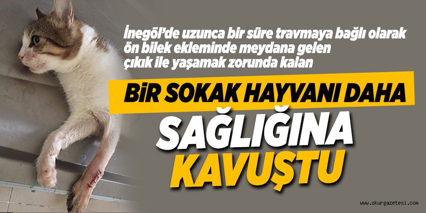BiR SOKAK HAYVANI DAHA SAĞLIĞINA KAVUŞTU