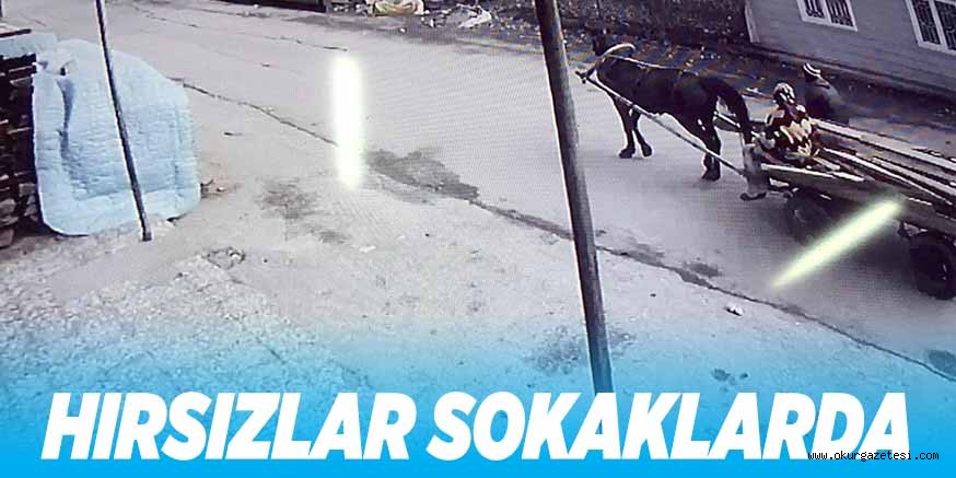 HIRSIZLAR SOKAKLARDA