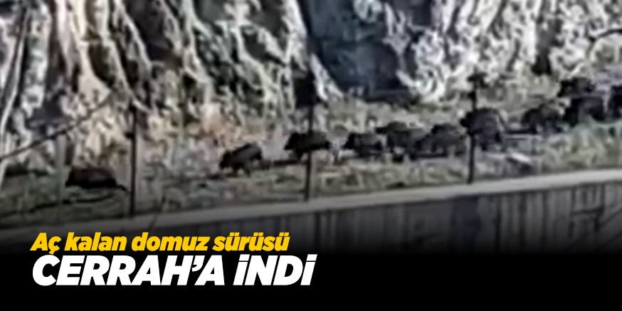 DOMUZ SüRüSü CERRAH’A iNDi