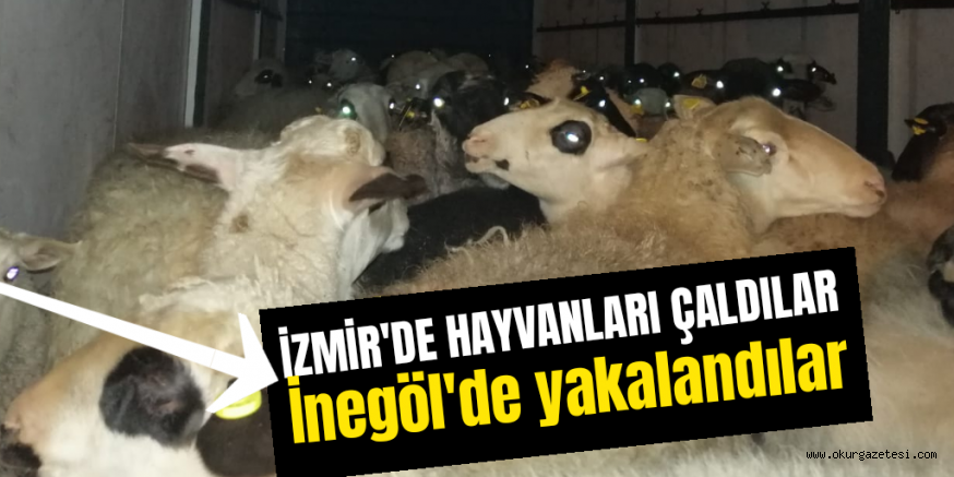 HIRSIZLAR İNEGÖL’DE YAKALANDI