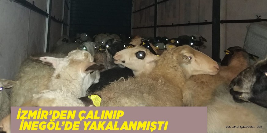 İzmir’de çalınan 80 küçükbaş hayvan İnegöl’de yakalandı
