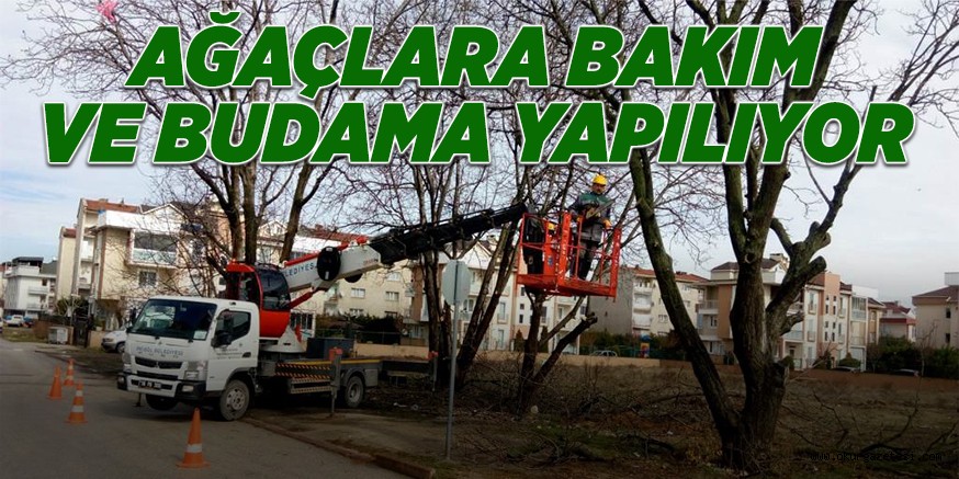 AĞAÇLARA BAKIM VE BUDAMA YAPILIYOR