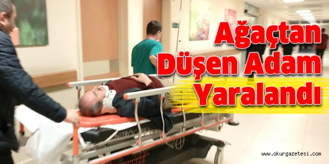 Ağaçta düşen adam yaralandı