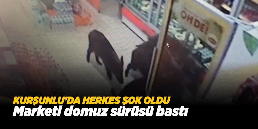 DOMUZLAR MARKETİ BASTI