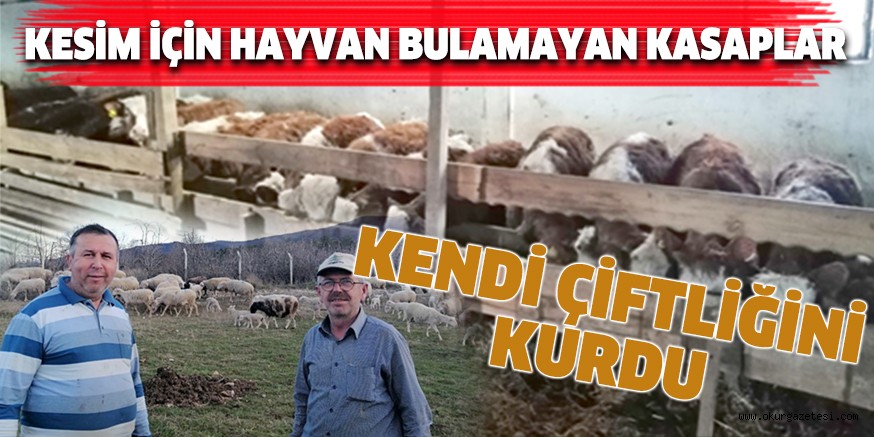 KESİM İÇİN HAYVAN BULAMAYAN KASAPLAR KENDİ ÇİFTLİĞİNİ KURDU
