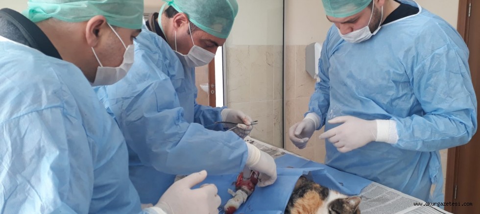 YARALI KEDİYE BELEDİYE EKİPLERİ SAHİP ÇIKTI