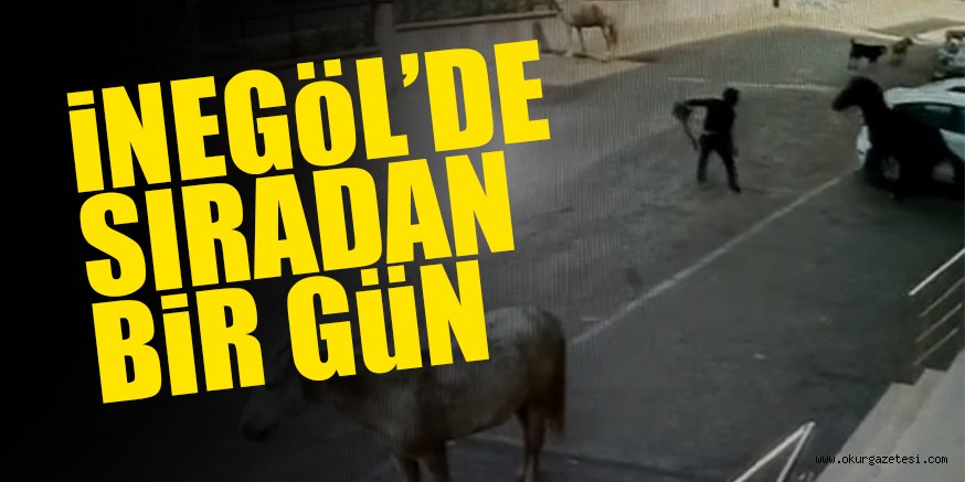 ATINI YAKALAMAK iSTEYEN VATANDAŞ iLGi ODAĞI OLDU