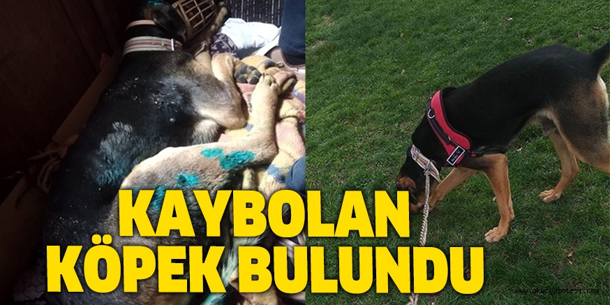 KAYBOLAN KÖPEK BULUNDU