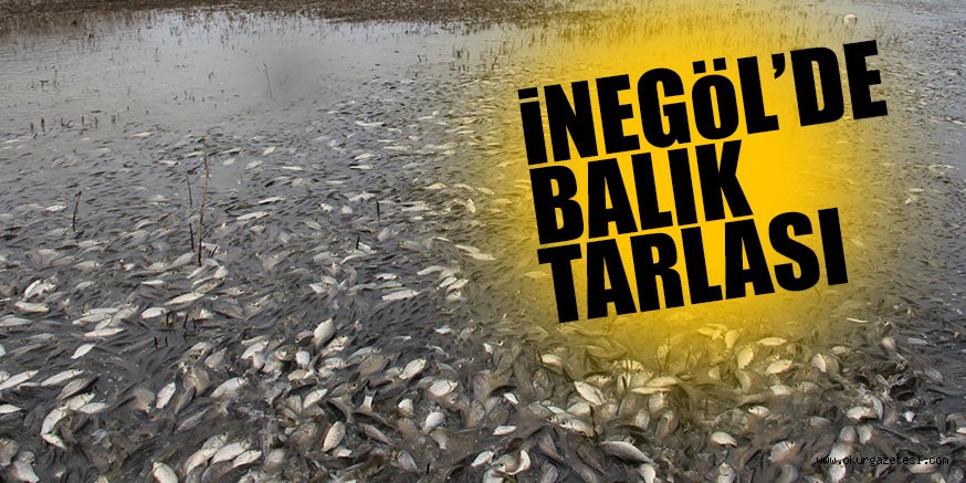 TARLADAN BALIK TOPLADILAR