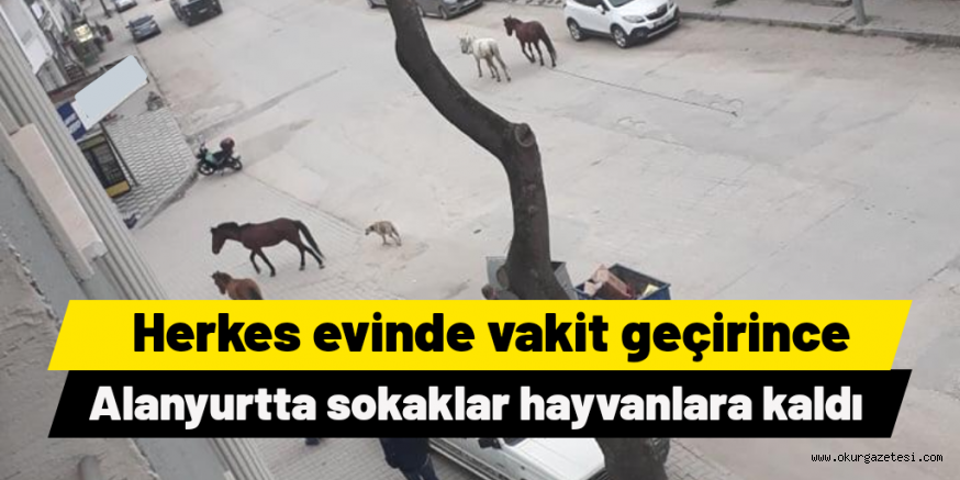 VATANDAŞLAR EVLERE ÇEKİLİNCE SOKAKLAR HAYVANLARA KALDI