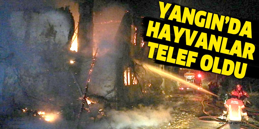 YANGIN’DA HAYVANLAR TELEF OLDU