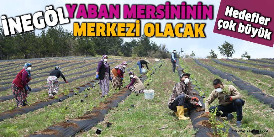 İNEGÖL YABAN MERSİNİNİN MERKEZİ OLACAK