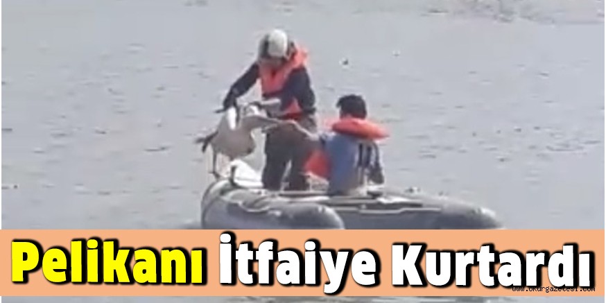 Pelikanı itfaiye kurtardı