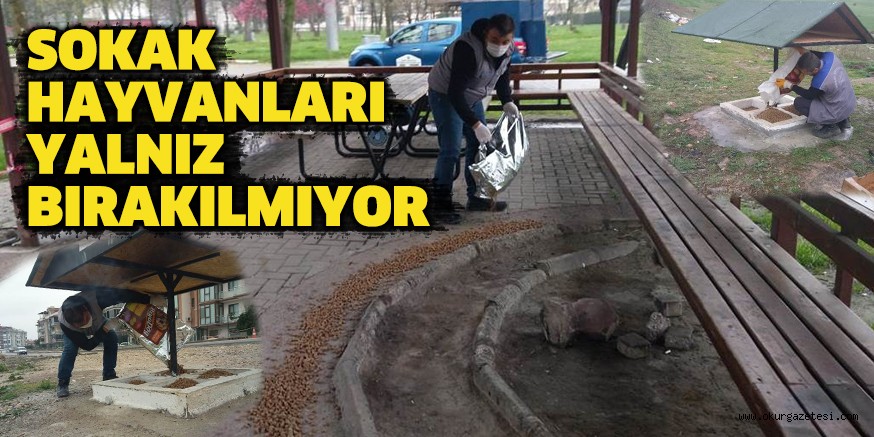 SOKAK HAYVANLARI YALNIZ BIRAKILMIYOR