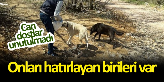 Sokak hayvanlarına yiyecek dağıttılar