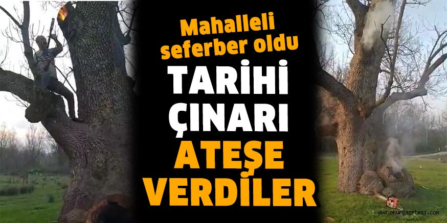 TARİHİ ÇINARI ATEŞE VERDİLER