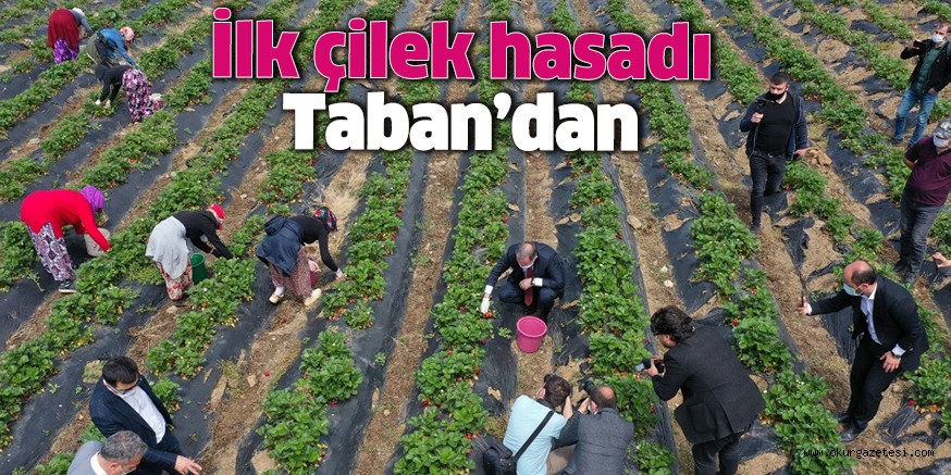 İlk hasat Başkan Taban’dan