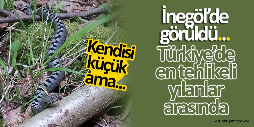 İNEGÖL’DE GÖRÜLDÜ