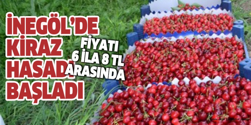 İNEGÖL’DE KİRAZ HASADI BAŞLADI
