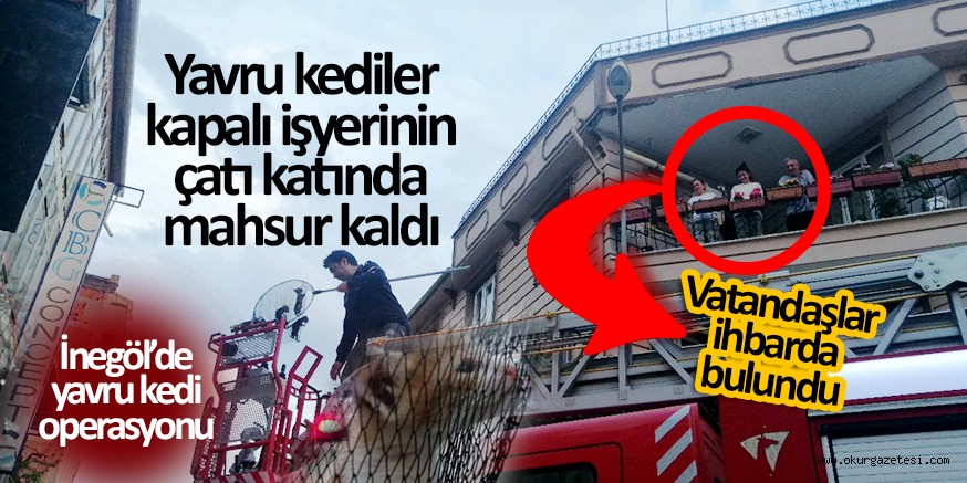 İNEGÖL’DE YAVRU KEDİ OPERASYONU