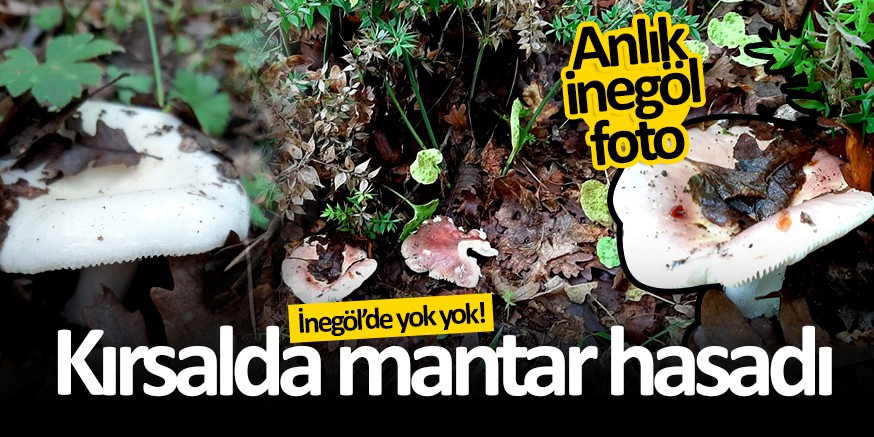 Kırsalda mantar hasadı