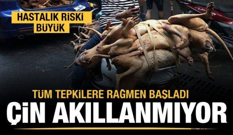 Çin akıllanmıyor! Köpek eti festivali başladı…