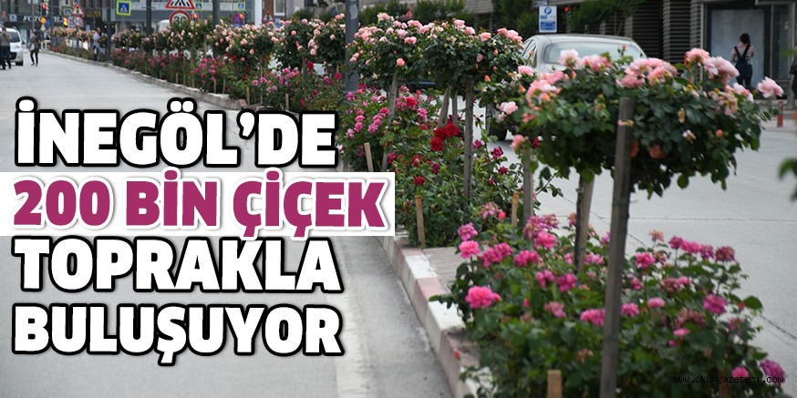 İNEGÖL’DE 200 BİN ÇİÇEK TOPRAKLA BULUŞUYOR