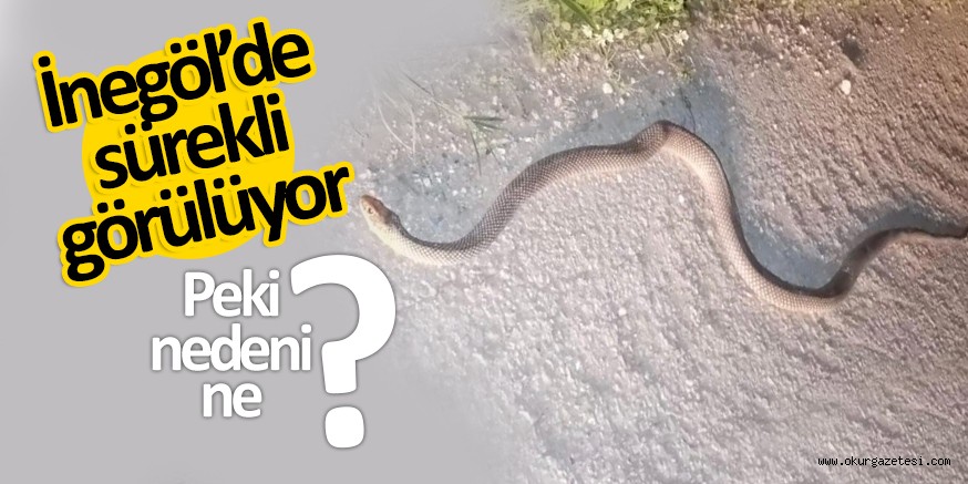 İnegöl’de sıkça görülmeye başladı